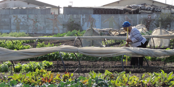 Kleines, landwirtschaftliches Feld in Stadtteil Khayelitsha in Kapstadt