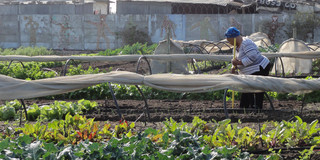 Kleines, landwirtschaftliches Feld in Stadtteil Khayelitsha in Kapstadt